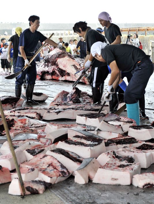 1 700 tonnes de viande de baleine a quitté l’Islande pour le Japon
